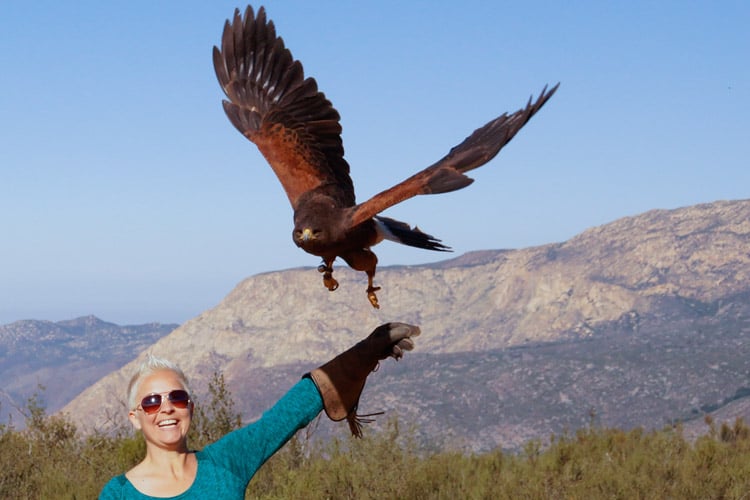 Sky Falconry 1